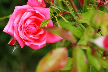 Kırmızı gül doğal bir gül ve tatil geçmişi, doğa.