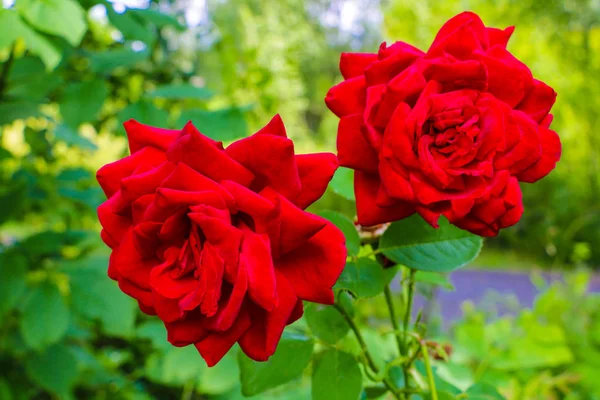 Rosa rossa sul ramo in giardino, primavera o estate . — Foto Stock