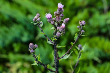 Yazın bataklık devedikeni açar..
