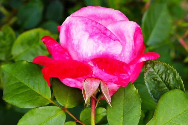 Rosa vermelha no ramo no jardim, primavera ou verão . — Fotografia de Stock