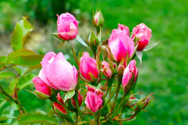 Rosa vermelha no ramo no jardim, primavera ou verão . — Fotografia de Stock