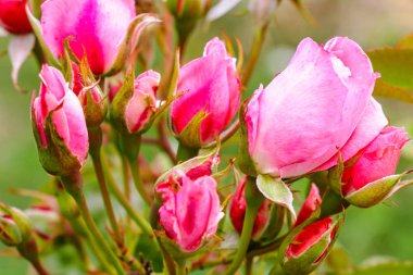 Kırmızı gül doğal bir gül ve tatil geçmişi, doğa.