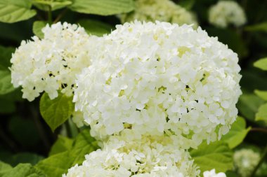 Sabah bahçesinde çiçek açan beyaz ortanca çiçeği ve yeşil arka plan.