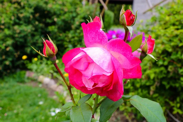 Rosa rossa come sfondo naturale e vacanze, natura . — Foto Stock