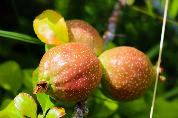 Kilátás a fiatal quince gyümölcsök a kertben egy napsütéses napon. — Stock Fotó