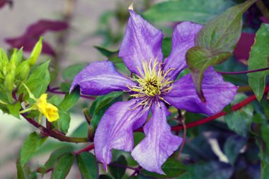 Mor bir klematis çiçeği, klematis viticella, Japon bahçesinde çiçek açar. Klematis çiçeği - Ranunculaceae. Geniş Çiçekli Clematis.