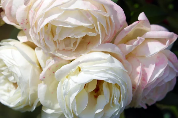 Belles roses lumineuses dans le jardin par une journée ensoleillée claire . — Photo