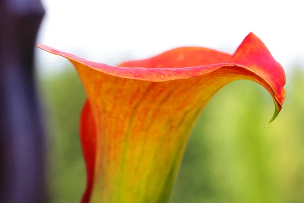 Jaune lilly folwer grwoing dans le jardin. La nature. Printemps . — Photo