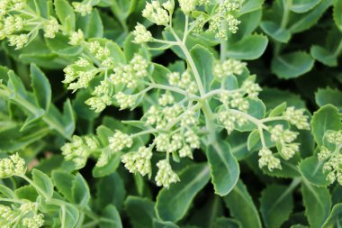 Yeşil bitki, arkaplan, doğa.