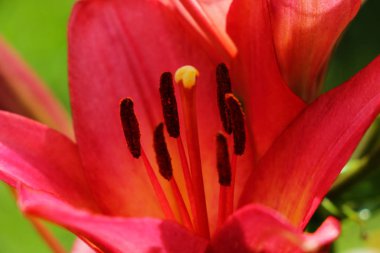 Güzel kırmızı zambaklar bahçede yetişir..