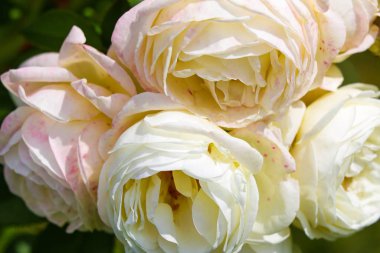 Güneşli bir günde bahçede güzel parlak güller.