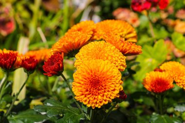 Bu çok güzel pembe bir kasımpatı. Kasımpatılar.