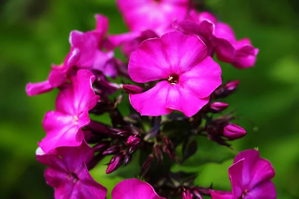 여름 정원에서 키 큰 분홍색 다년생 플 록스. — 스톡 사진