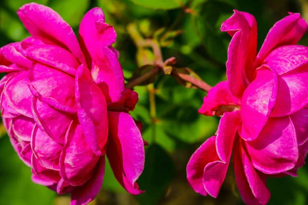 Rosa vermelha como um fundo natural e feriados, natureza . — Fotografia de Stock
