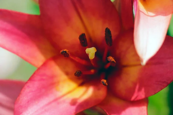 Beautiful red lilies flowers grow in the garden. — Stock Photo, Image