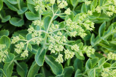 Yeşil bitki, arkaplan, doğa.