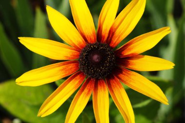 Rudbeckias: Bahçede siyah gözlü Susan çiçekleri.