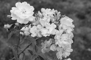 Bahçede siyah beyaz gül tomurcukları.