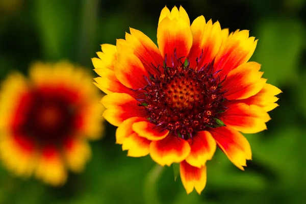 Rudbeckias: flores de Susan de ojos negros en el jardín . — Foto de Stock