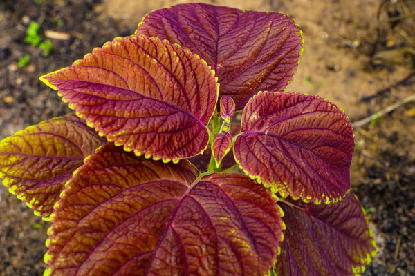 Plant textuur structuur verlaat de natuur. Coleus blumei. — Stockfoto