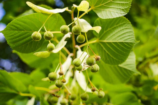 Primer plano del árbol Ginkgo Biloba, naturaleza . — Foto de Stock