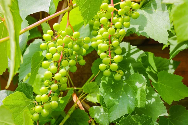 Érett szőlő. a betakarítás a fiatal bort. a háttérben a zöld szőlő. — Stock Fotó