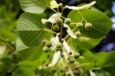 Ginkgo biloba (Ginkgo biloba), Ginkgo ya da gingko olarak da bilinir, Ginkgophyta bölgesinde yaşayan tek canlı türüdür.