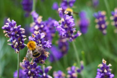 Güneşli bir günde tarladaki mor lavanta çiçeklerinin yakın plan görüntüsü