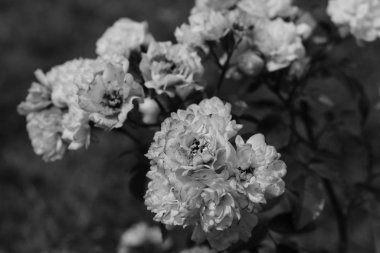 Bahçede siyah beyaz gül tomurcukları