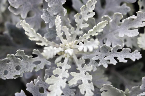 閉鎖植物の葉 黒と白の写真 — ストック写真