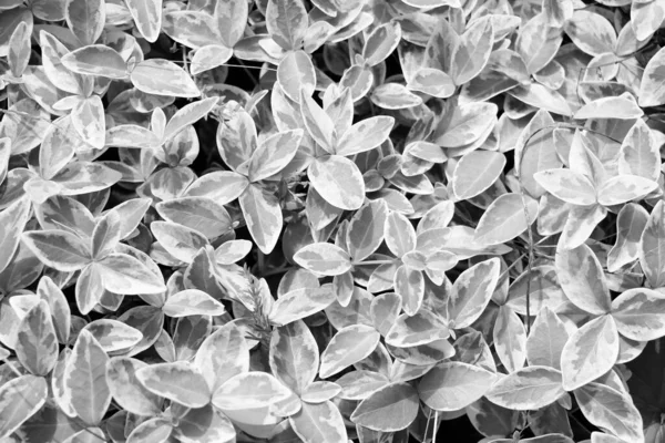 Молодые Зеленые Листья Цветов Растений Черно Белая Фотография Фон Текстура — стоковое фото