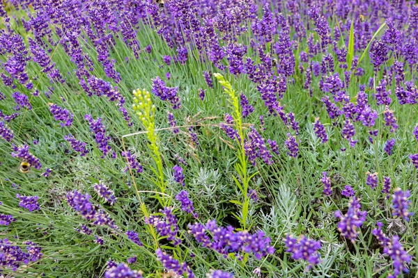 Lavendelblüte Aus Nächster Nähe Auf Einem Feld Vor Blauem Himmel — Stockfoto