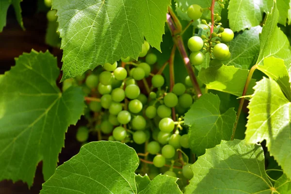 Beaux Raisins Mûrs Jaunes Sur Vigne Dans Vignoble Contre Grappes — Photo