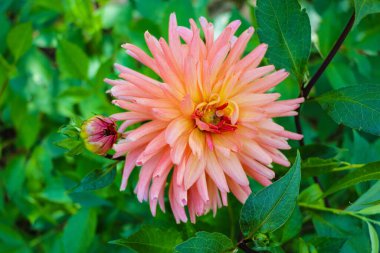 turuncu-sarı yaprakları ile büyük güzel dahlia. yakın çekim