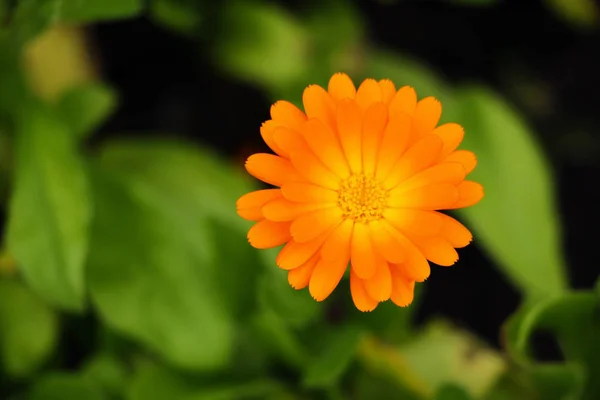 Homályos Nyári Háttér Növekvő Virág Calendula Körömvirág — Stock Fotó