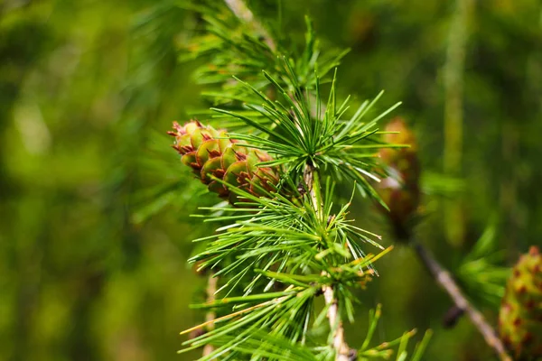 View Young Green Pine Branch Cone — Stock Photo, Image