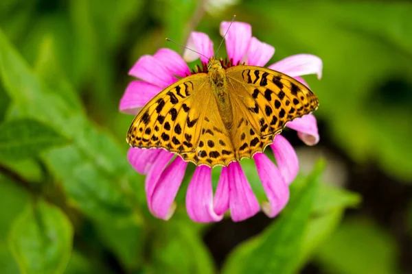 Beautiful Butterfly Pollinates Flowers Garden Spring Summer — Stock Photo, Image
