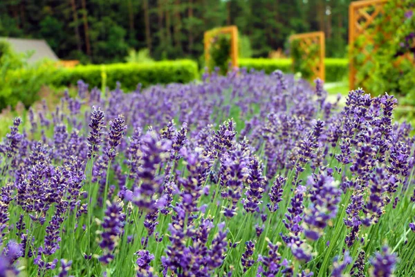 Flores Lavanda Jardim Verão — Fotografia de Stock