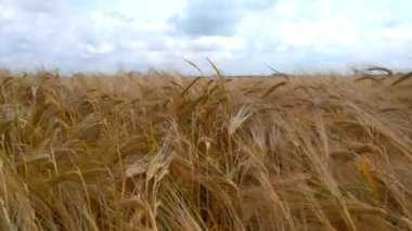 Buğday tarlası. Buğday kulakları yakında. Hasat ve hasat konsepti