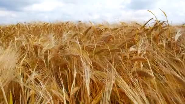 麦畑だ フィールド上の小麦の黄金の耳 美しい晴れた朝に風に揺れる小麦の耳 豊作コンセプト — ストック動画