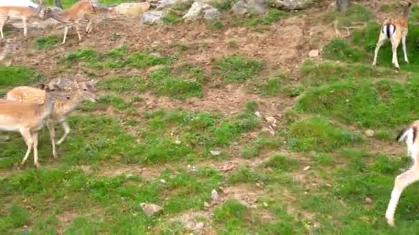 Jeune chevreuil marron drôle marcher sur un pâturage vert et pincer l'herbe .