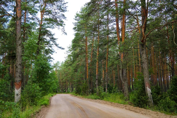 Yoğun yeşil çam ormanlarından geçen kumlu yol.