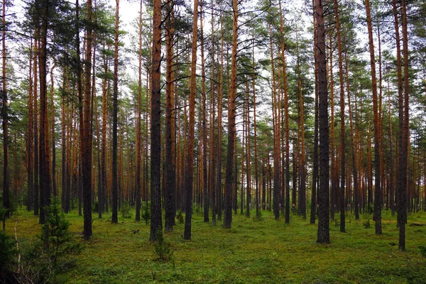 Schöner Junger Grüner Fichtenwald Frühling Hintergrund Natur — Stockfoto