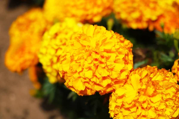 Primer Plano Sobre Las Flores Caléndula Francesas Color Naranja Amarillo — Foto de Stock