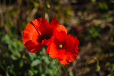 Mısır gelincikleri. Tarlada papaver rhoeas