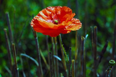 Mısır gelincikleri. Tarlada papaver rhoeas
