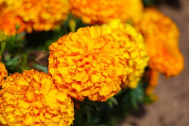 Çiçekli Fransız kadife çiçeği, Tagetes patula sonbahar bahçesinde