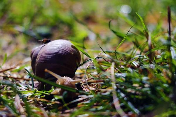 大蜗牛 雨后在草地上的荔枝 靠近点 — 图库照片