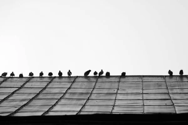 Pássaros Estão Sentados Telhado Edifício Foto Preto Branco — Fotografia de Stock