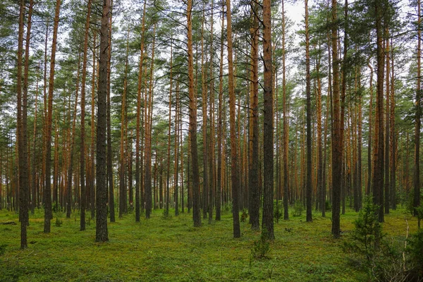 Schöner Junger Grüner Fichtenwald Frühling — Stockfoto